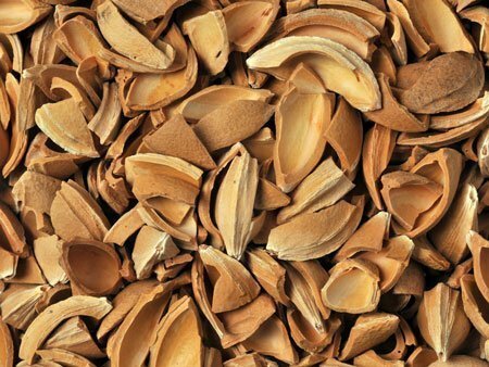 Apricot Kernels Shell Supplier Producer Osiedle Centroom Turkey