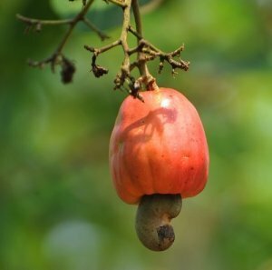 Cashew Apple