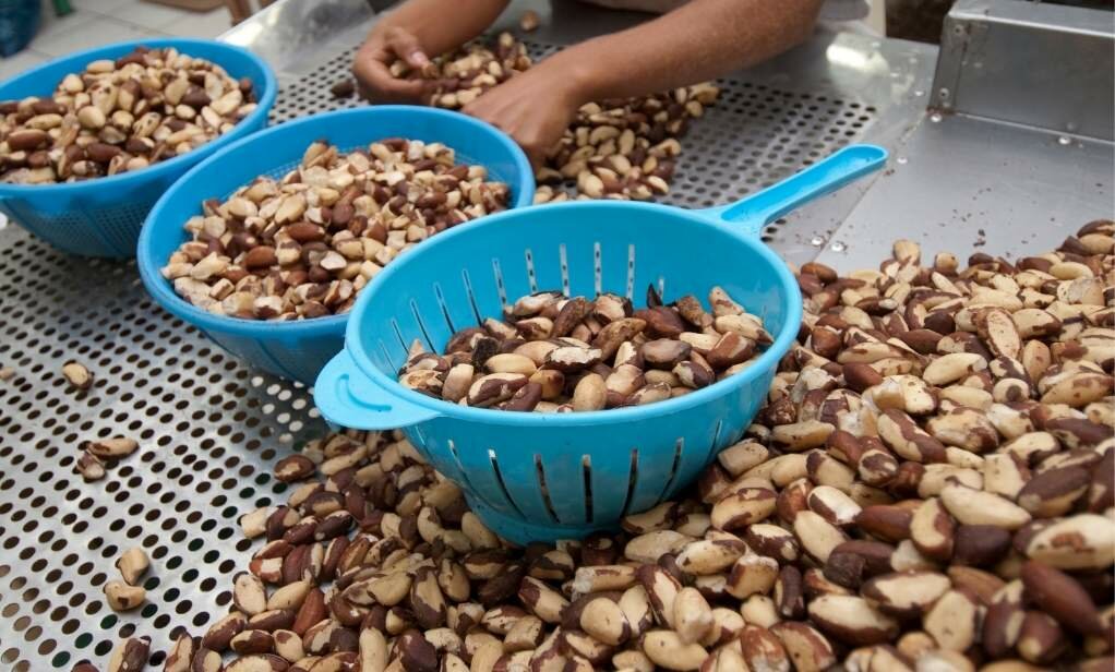 Brazil Nuts Market Update Report Osiedle Centroom BV Importer Wholesale Supplier Netherlands