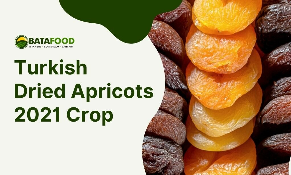 Turkish Dried Apricots 2021 Crop supplier Osiedle Centroom Turkey Netherlands Bahrain