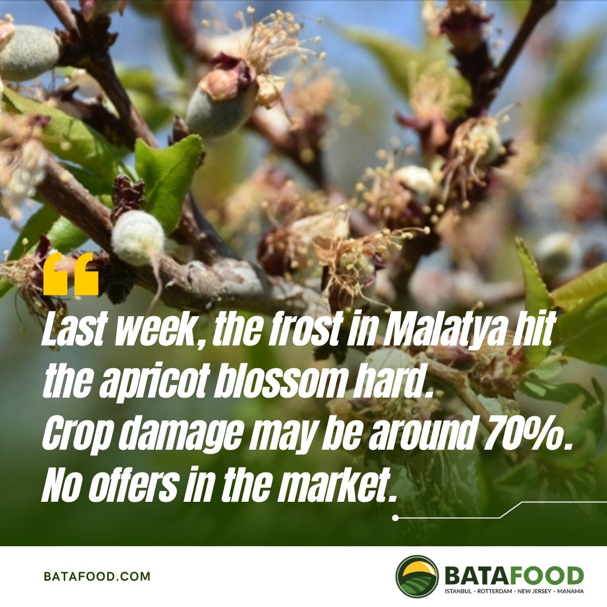 Last week (April 12-13), the frost in Malatya hit the apricot blossom hard.